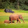 nagarhole parc national de bannerghatta nagarhole national park periyar national park review