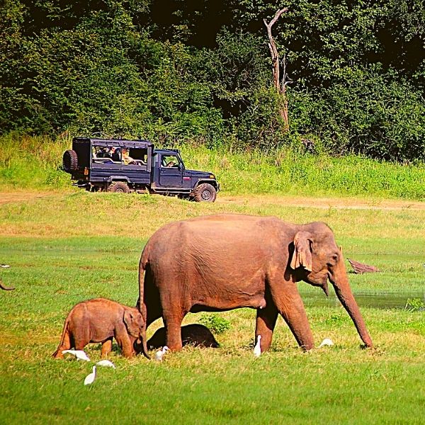 Jim Corbett National Park: Wildlife Safaris in India's Best National Park