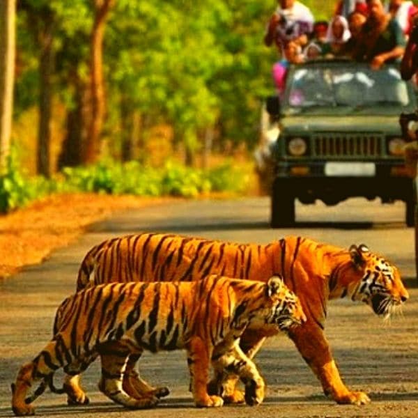 tigre pench corbett national park kanha india tadoba tigre nacional de la india