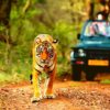 tigri in india periyar national park ranthambore national park safari nagarhole national park periyar