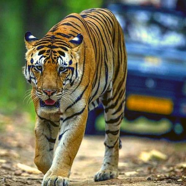 bandhavgarh national park nationalparks in indien pench nationalpark jim corbett indien safari reise