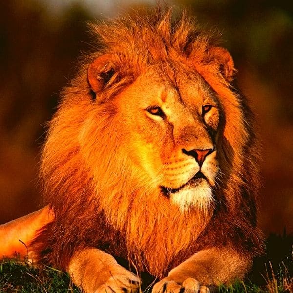1,656 Gir Lion Images, Stock Photos, 3D objects, & Vectors | Shutterstock