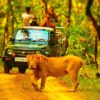 gir nationalpark gir national park gir-nationalpark