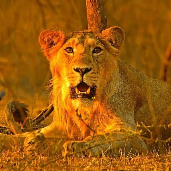 sasan gir g.i.r gir lion g i r gir india