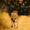 tigre reserves tiger tigre d'inde how many tiger reserves in india tiger reserve