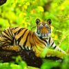 inde tigre tigres inde tigre india tiger reserve in india india tigre