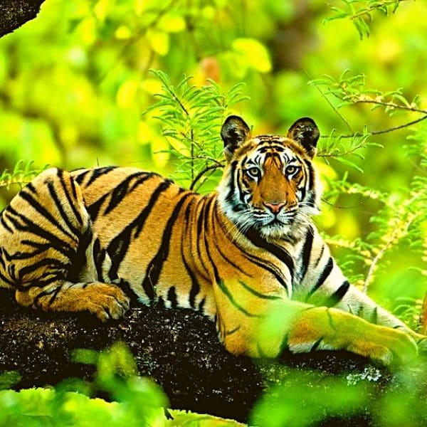 inde tigre tigres inde tigre india tiger reserve in india india tigre