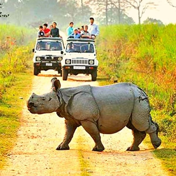 kaziranga-nationalpark kaziranga nationalpark indien kazirange kaziranga national park map kaziranga park kaziranga zoo