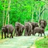 urlaub bandipur bandipur national park periyar nationalpark periyar wildlife sanctuary periyar tiger reserve