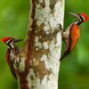 keoladeo national park keoladeo ghana bird keoladeo bird sanctuary keoladeo bharatpur