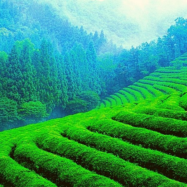 munnar munnar inde munnar kerala munnar tea munnar india