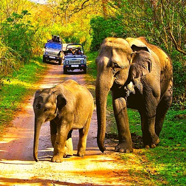 periyar national park periyar inde periyar bandipur bandipur national park