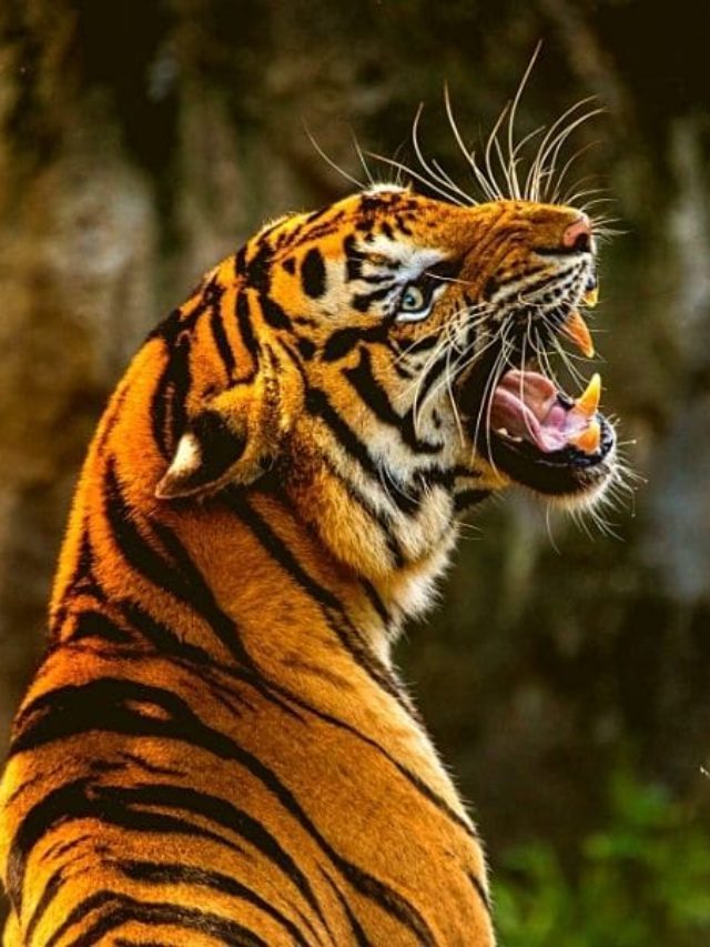 The BEST Tiger Reserves of Central India