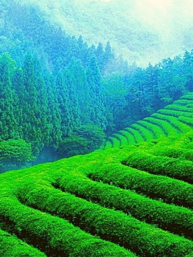 7 Unique Things to Do and See in Munnar