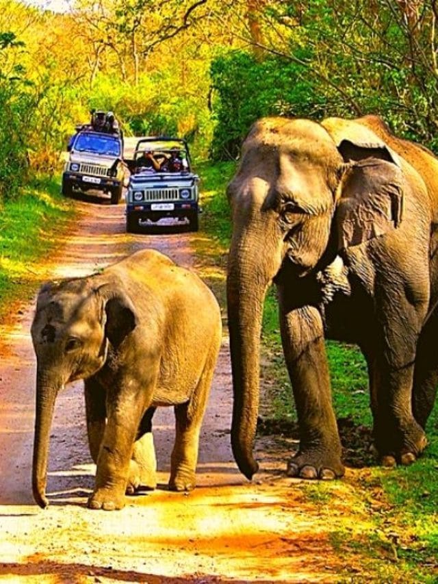 Top 15 National Parks in India